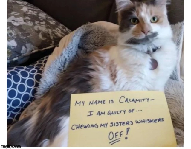 Pandora, come get your cat dammit. | image tagged in kitter | made w/ Imgflip meme maker