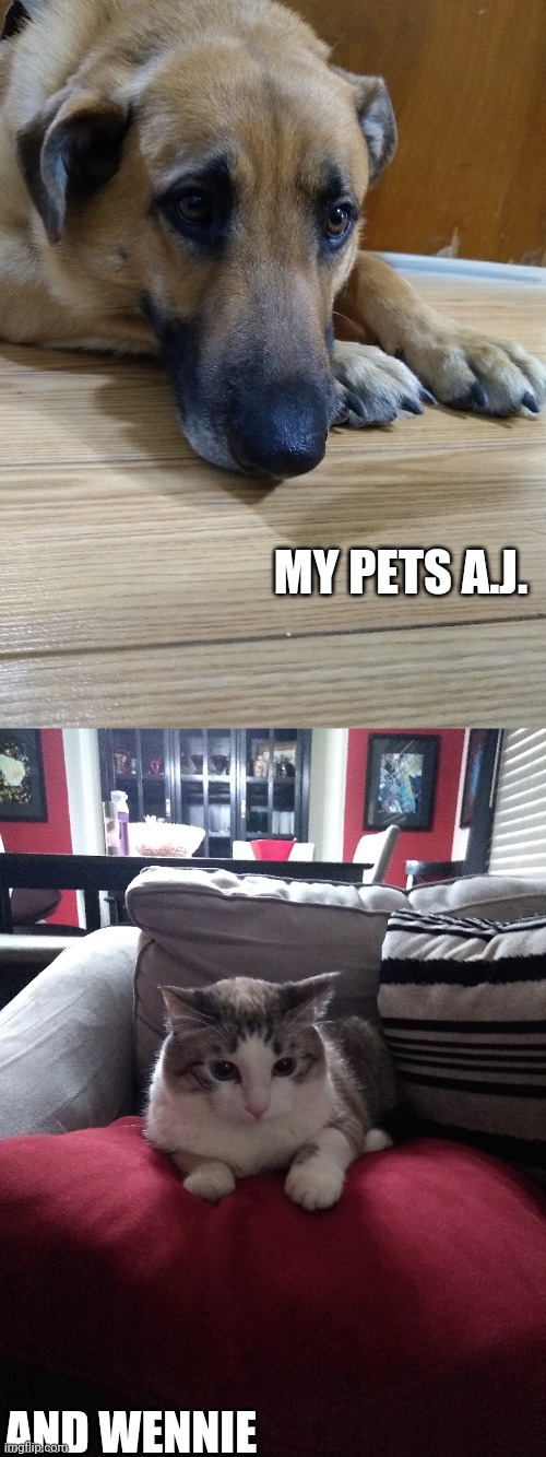 MY ADORABLE PETZ | MY PETS A.J. AND WENNIE | made w/ Imgflip meme maker