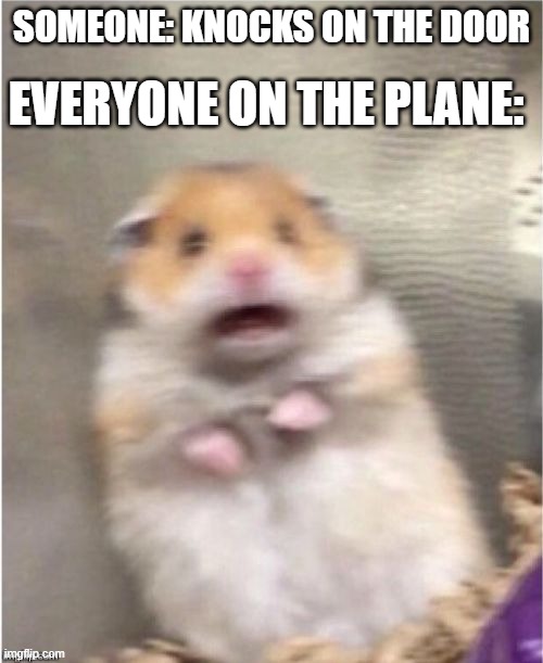hol up thats illegal | SOMEONE: KNOCKS ON THE DOOR; EVERYONE ON THE PLANE: | image tagged in scared hamster | made w/ Imgflip meme maker