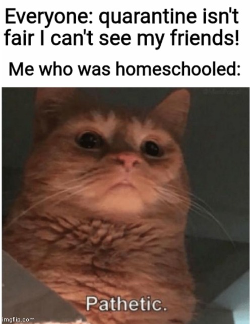 Cat pathetic | image tagged in homeschool,quarantine | made w/ Imgflip meme maker