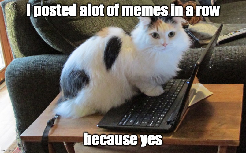whydididothis.png | I posted alot of memes in a row; because yes | image tagged in what human // cat on laptop,memes,funny,i posted alot of memes in this stream,why did i do this aaaaaaaa,cats | made w/ Imgflip meme maker