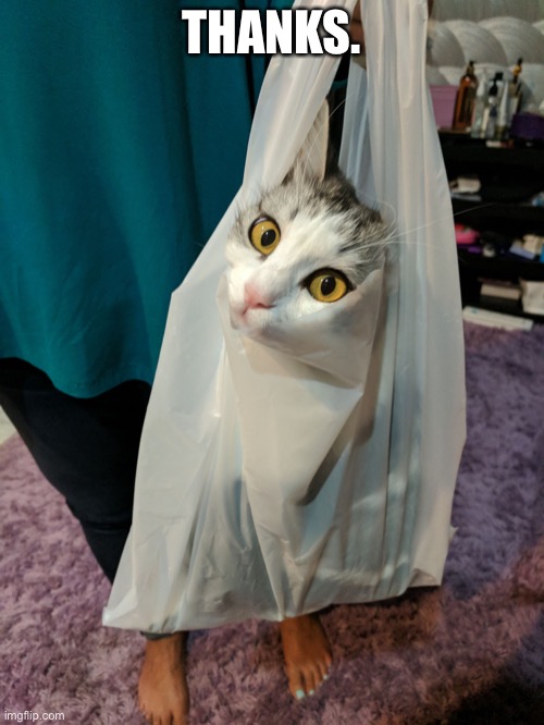 Cat in plastic bag | THANKS. | image tagged in cat in plastic bag | made w/ Imgflip meme maker