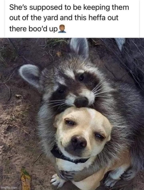 <3 | image tagged in dog and raccoon are friends,wholesome,dog,racoon,raccoon,repost | made w/ Imgflip meme maker