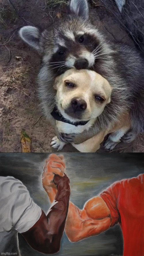 image tagged in dog and raccoon are friends,memes,epic handshake | made w/ Imgflip meme maker