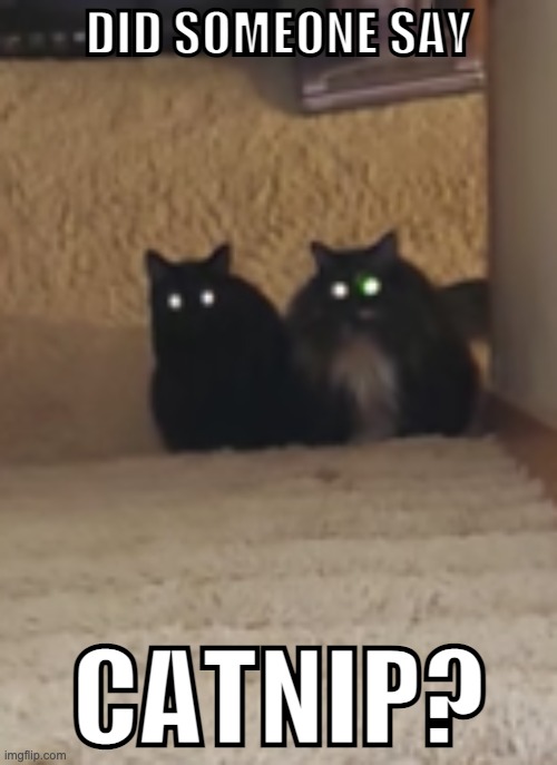 Catnip | DID SOMEONE SAY; CATNIP? | image tagged in cats | made w/ Imgflip meme maker