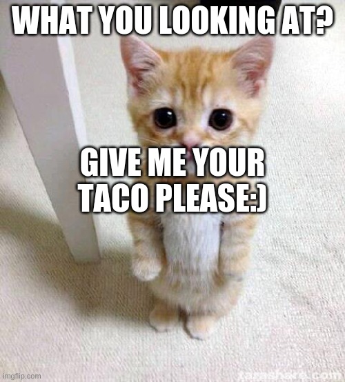 Cute Cat Meme | WHAT YOU LOOKING AT? GIVE ME YOUR TACO PLEASE:) | image tagged in memes,cute cat | made w/ Imgflip meme maker
