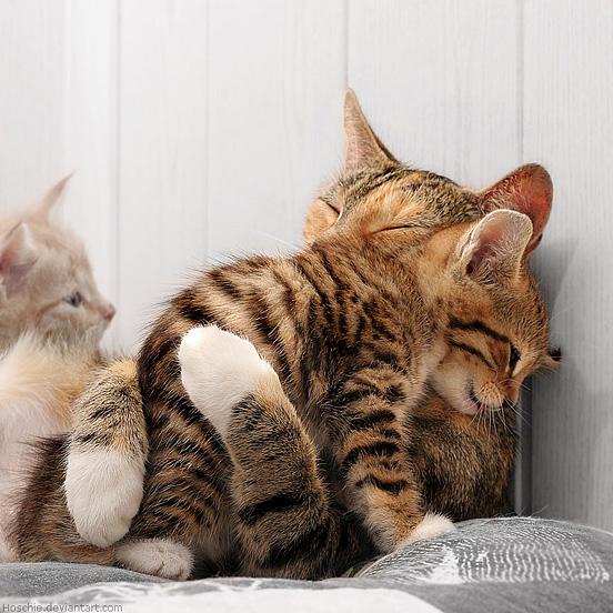 image tagged in cats,kittens,animals