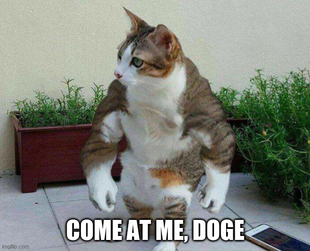 Buff cat | COME AT ME, DOGE | image tagged in buff cat | made w/ Imgflip meme maker