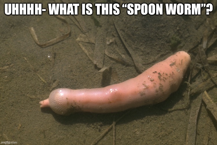UHHHH- WHAT IS THIS “SPOON WORM”? | made w/ Imgflip meme maker