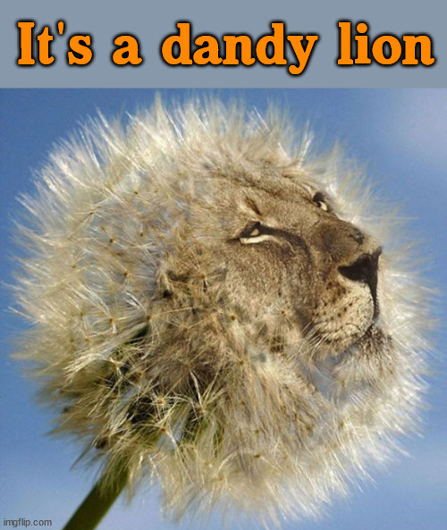 It's a dandy lion | image tagged in eye roll | made w/ Imgflip meme maker