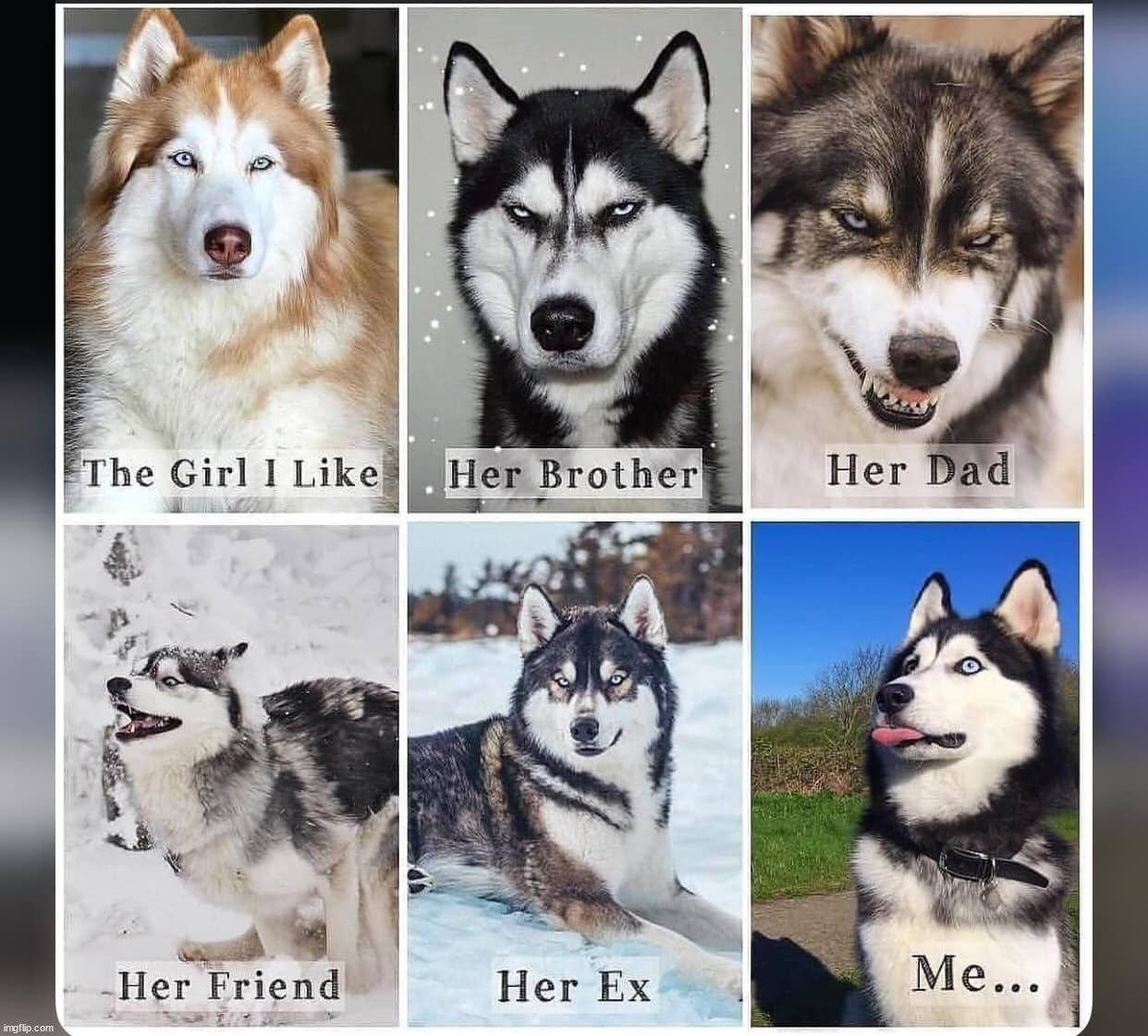 I can relate | image tagged in repost,dogs | made w/ Imgflip meme maker