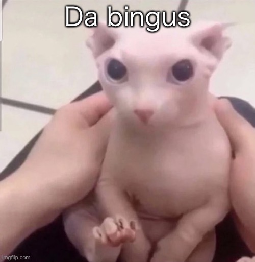 Da bingus | image tagged in o | made w/ Imgflip meme maker