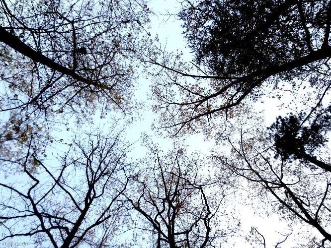 a pic i took in my backyard | made w/ Imgflip meme maker