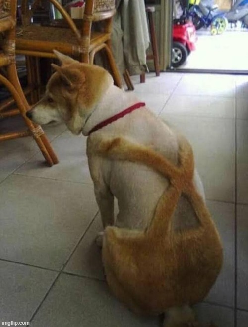 My dog with suspenders | image tagged in dogs | made w/ Imgflip meme maker