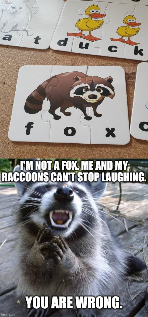 Raccoon, not fox | I'M NOT A FOX. ME AND MY RACCOONS CAN'T STOP LAUGHING. YOU ARE WRONG. | image tagged in laughing raccoon,raccoon,reposts,repost,memes,you had one job | made w/ Imgflip meme maker