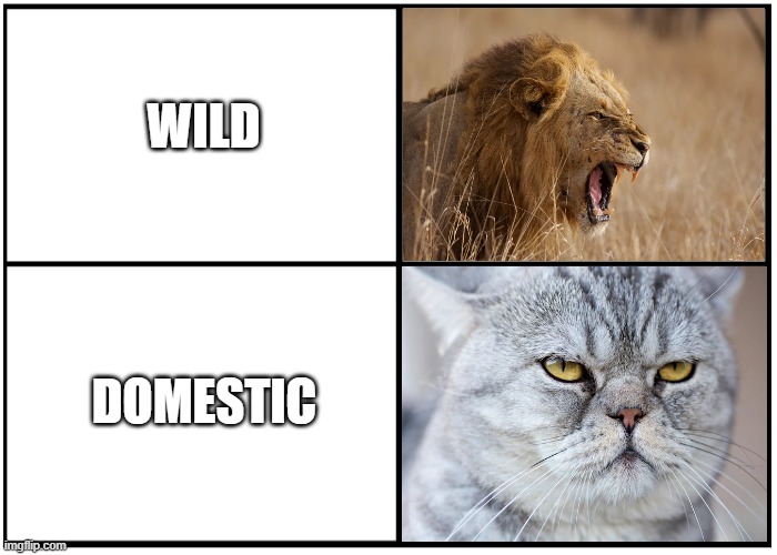 lololol | WILD; DOMESTIC | image tagged in grumpy cat,lion | made w/ Imgflip meme maker