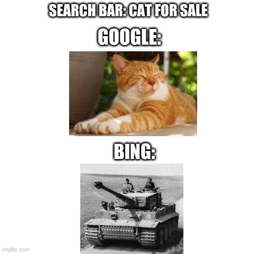 tiger = cat | SEARCH BAR: CAT FOR SALE; GOOGLE:; BING: | image tagged in memes,blank transparent square,funny | made w/ Imgflip meme maker