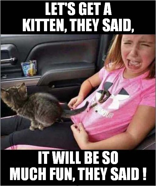 The Horror, The Horror ! | LET'S GET A KITTEN, THEY SAID, IT WILL BE SO MUCH FUN, THEY SAID ! | image tagged in kitten,accident,cats | made w/ Imgflip meme maker