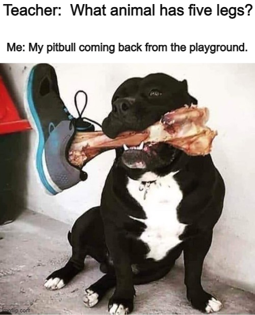 Teacher:  What animal has five legs? Me: My pitbull coming back from the playground. | image tagged in funny,pitbull | made w/ Imgflip meme maker