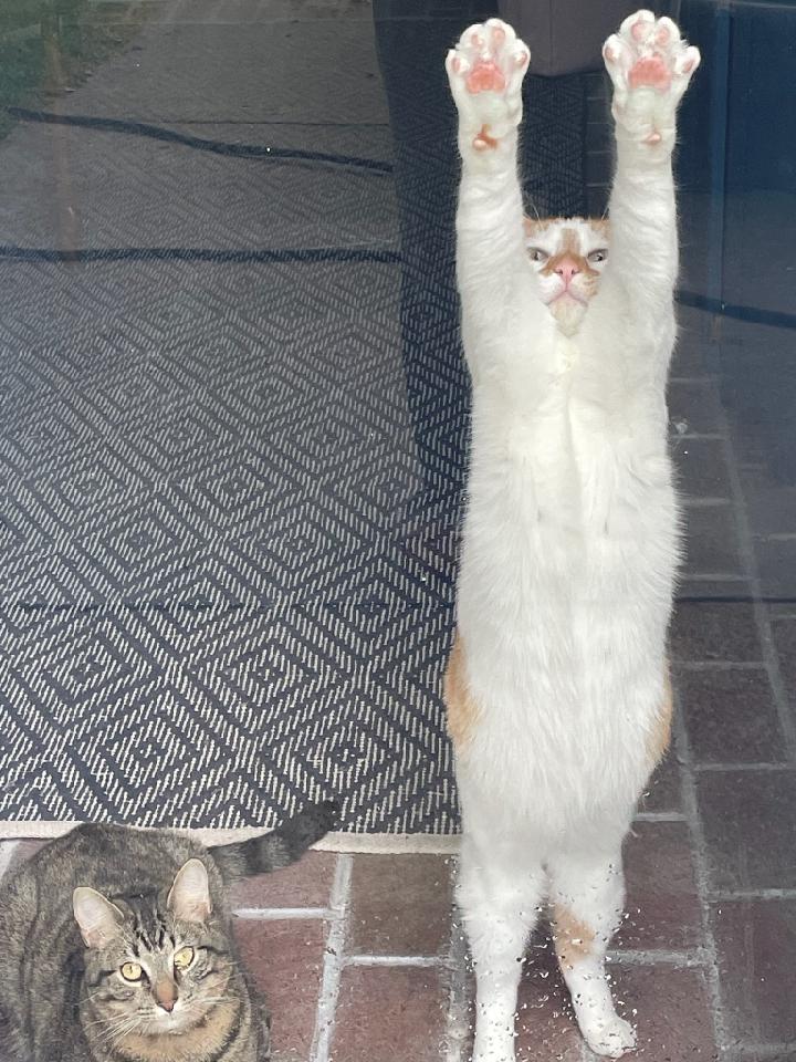 High Quality Enthusiastic cat is enthusiastic Blank Meme Template