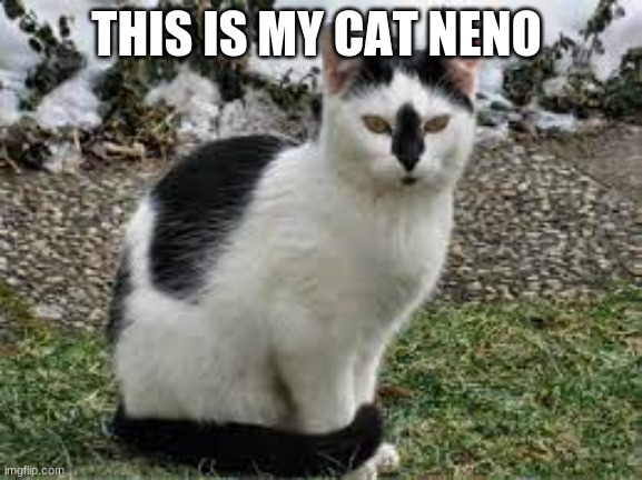 my cat | THIS IS MY CAT NENO | image tagged in cats,black and white cats | made w/ Imgflip meme maker