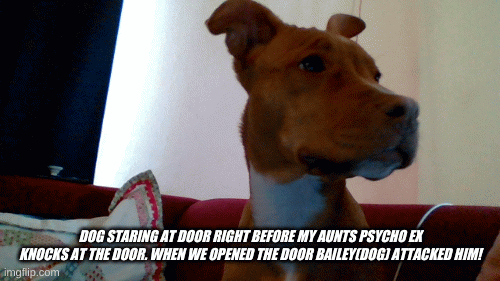 My dog waiting for Aunts psycho ex knocks at the door | DOG STARING AT DOOR RIGHT BEFORE MY AUNTS PSYCHO EX KNOCKS AT THE DOOR. WHEN WE OPENED THE DOOR BAILEY(DOG) ATTACKED HIM! | image tagged in gifs,dog | made w/ Imgflip images-to-gif maker