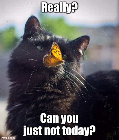 Can you just.. not? | Really? Can you just not today? | image tagged in cats,butterfly | made w/ Imgflip meme maker