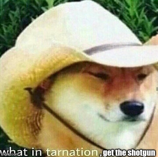 What in tarnation dog | , get the shotgun | image tagged in what in tarnation dog | made w/ Imgflip meme maker