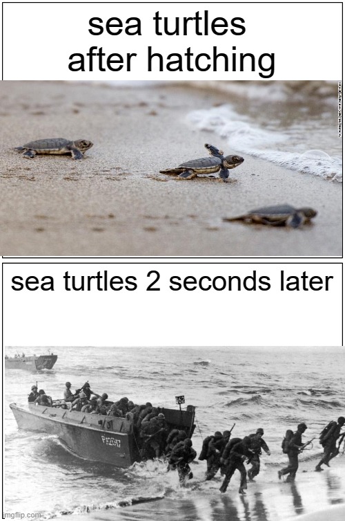 Blank Comic Panel 1x2 | sea turtles 
after hatching; sea turtles 2 seconds later | image tagged in memes,blank comic panel 1x2 | made w/ Imgflip meme maker