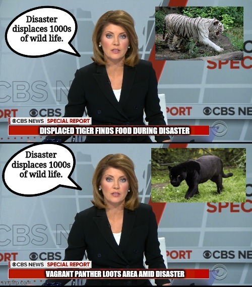 MSM News in General | DISPLACED TIGER FINDS FOOD DURING DISASTER; VAGRANT PANTHER LOOTS AREA AMID DISASTER | image tagged in msm,breaking news | made w/ Imgflip meme maker