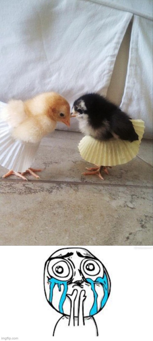 Bird | image tagged in memes,crying because of cute | made w/ Imgflip meme maker