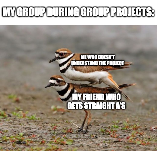 I undorstund sianse | MY GROUP DURING GROUP PROJECTS:; ME WHO DOESN'T UNDERSTAND THE PROJECT; MY FRIEND WHO GETS STRAIGHT A'S | image tagged in sand piper carrying sand piper | made w/ Imgflip meme maker