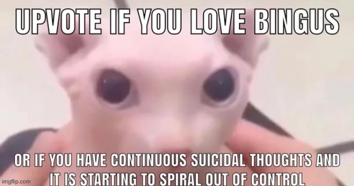 bingus is cool he.. he.. | made w/ Imgflip meme maker