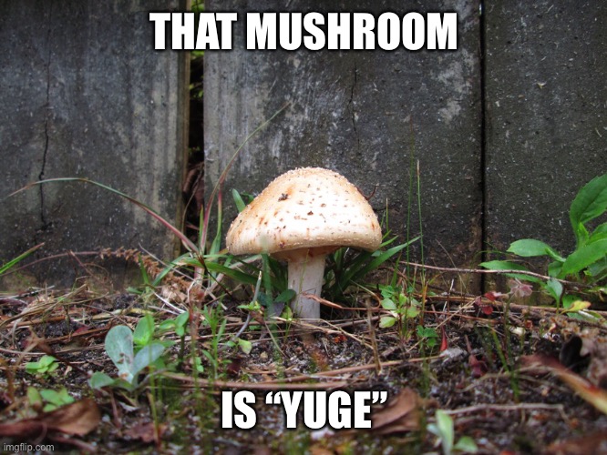 mushroom | THAT MUSHROOM IS “YUGE” | image tagged in mushroom | made w/ Imgflip meme maker