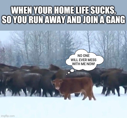 Where the Buffalo roam | WHEN YOUR HOME LIFE SUCKS, SO YOU RUN AWAY AND JOIN A GANG; NO ONE WILL EVER MESS WITH ME NOW! | image tagged in cow,buffalo,rebel,cows,funny memes | made w/ Imgflip meme maker