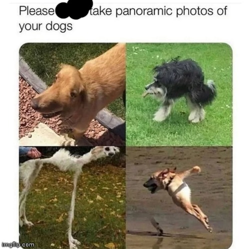 image tagged in doggos | made w/ Imgflip meme maker
