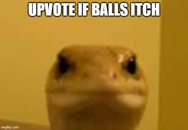 meme | UPVOTE IF BALLS ITCH | image tagged in meme | made w/ Imgflip meme maker