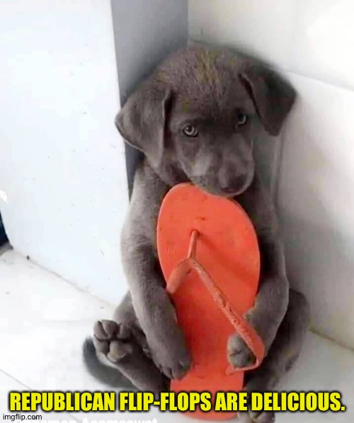 Puppy hugging flip flop | REPUBLICAN FLIP-FLOPS ARE DELICIOUS. | image tagged in puppy hugging flip flop | made w/ Imgflip meme maker