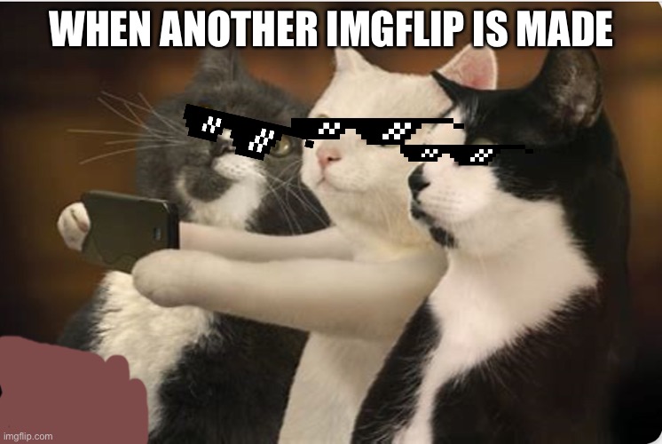 WHEN ANOTHER IMGFLIP IS MADE | image tagged in cats | made w/ Imgflip meme maker