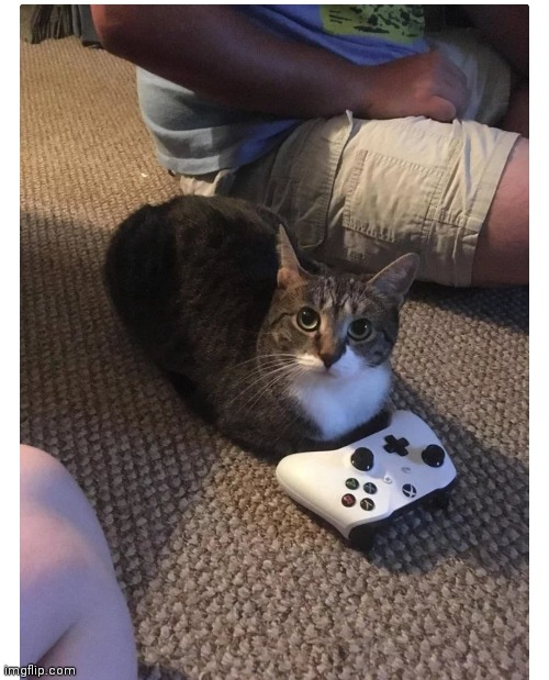 Gaming cat gaming cat | image tagged in not my cat,not my image,its cute doe | made w/ Imgflip meme maker