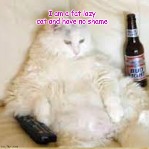 I am a fat lazy cat and have no shame | image tagged in cats | made w/ Imgflip meme maker