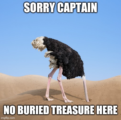 Seems quicker than using a shovel |  SORRY CAPTAIN; NO BURIED TREASURE HERE | image tagged in ostrich,animals,behavior,buried,treasure | made w/ Imgflip meme maker