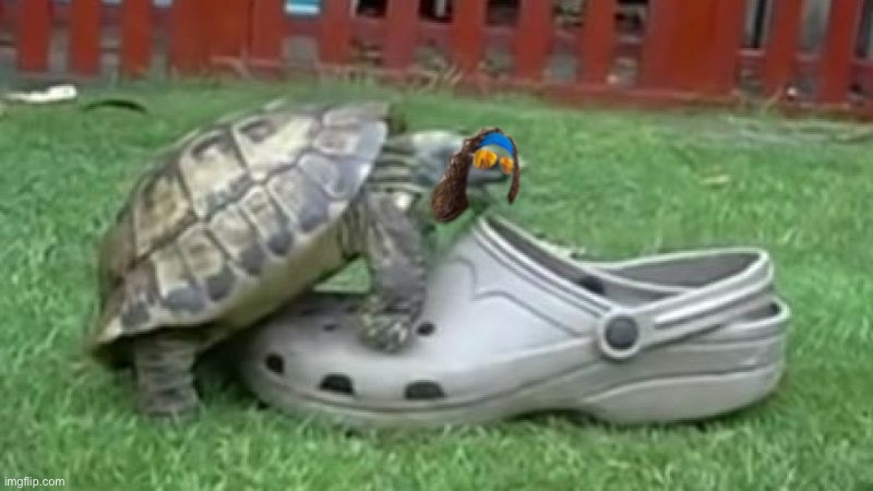 Proof James is not biased to shoe type | image tagged in james,turtle,dolphin,dick,if you know you know,inside joke | made w/ Imgflip meme maker