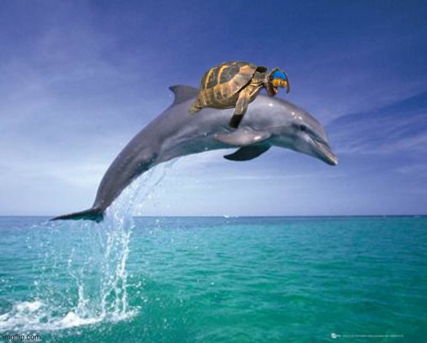 James the Turtle and the Dolphin | image tagged in james,turtle,dolphin,dick,if you know you know,inside joke | made w/ Imgflip meme maker