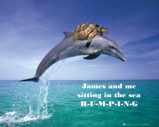 James The Turtle and the Dolphin, A love story. | image tagged in james,turtle,dolphin,dick,if you know you know,inside joke | made w/ Imgflip meme maker