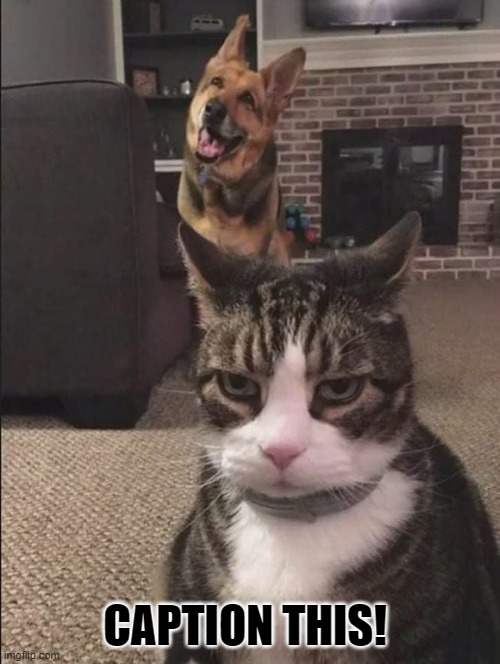 Caption this! | CAPTION THIS! | image tagged in funny cat memes,funny dogs | made w/ Imgflip meme maker