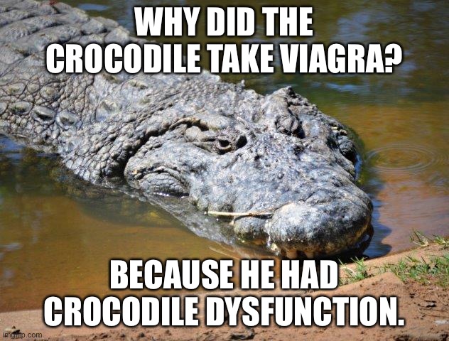 Bad joke croc | WHY DID THE CROCODILE TAKE VIAGRA? BECAUSE HE HAD CROCODILE DYSFUNCTION. | image tagged in crocodile,memes,bad joke,viagra,bad pun,swamp | made w/ Imgflip meme maker
