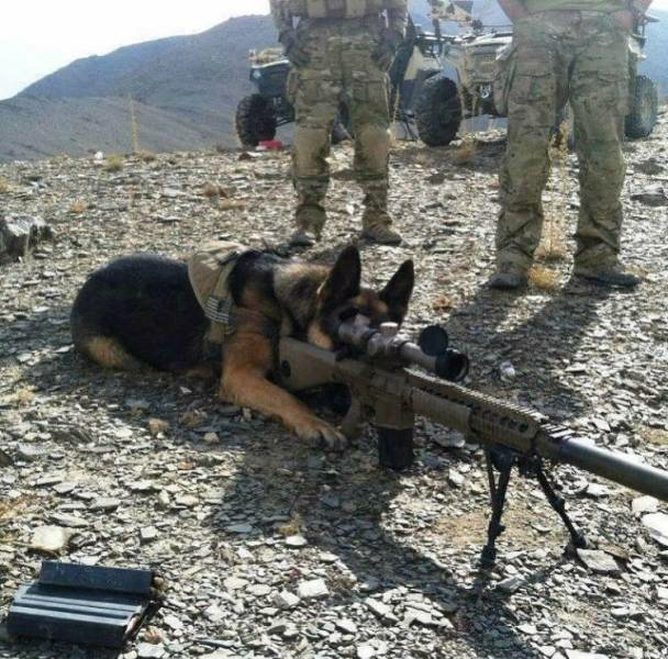 Military dog with gun tripod Blank Meme Template