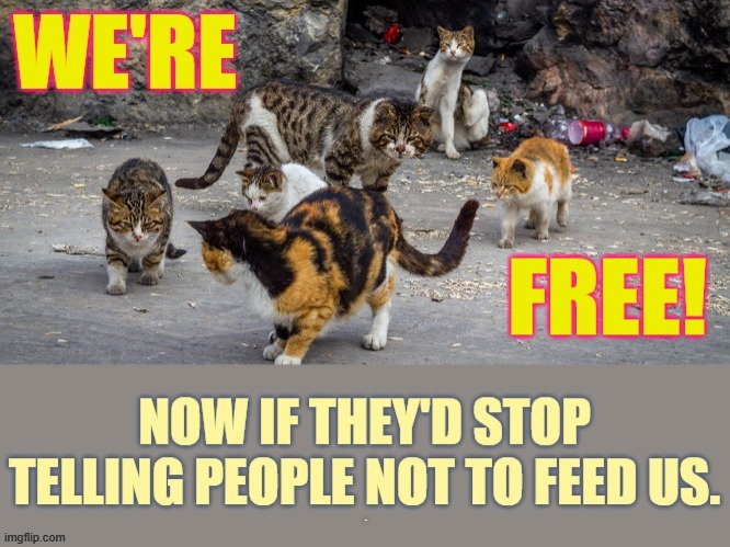 A Mod Thrown Out Of Politics Again...Feral Cats Released In Chicago To Kill Rats | 9 | image tagged in memes,politics,cats,chicago,kill,rats | made w/ Imgflip meme maker