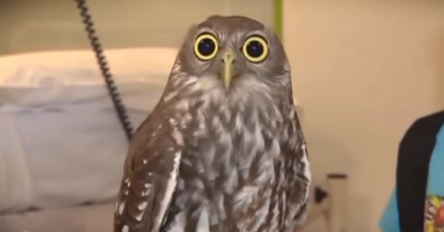 High Quality Surprised owl Blank Meme Template